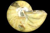 Polished Fossil Nautilus - Madagascar #113526-1